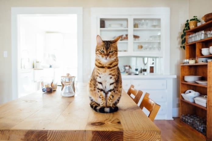Кошка на кухонном столе фото